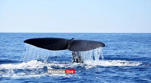 Μάνη: Απίστευτες εικόνες από το &quot;παιχνίδι&quot; τεράστιας φάλαινας σε απόσταση αναπνοής από σκάφος