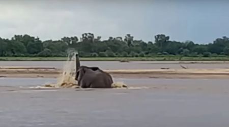 Βίντεο δείχνει ελέφαντα να παλεύει με πεινασμένο κροκόδειλο μέσα σε ποτάμι