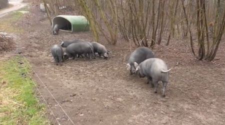 Όταν τα γουρούνια… τσακώνονται - Η έρευνα για τα έξυπνα αυτά ζώα που εκπλήσσει