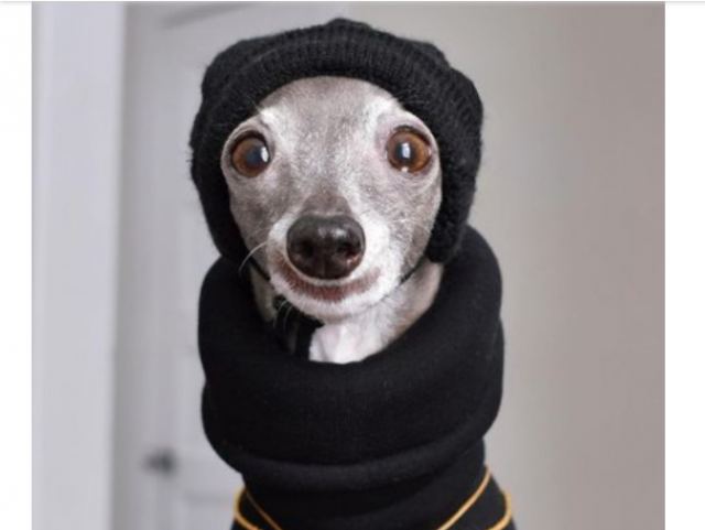 Η viral σκυλίτσα Tika The Iggy είναι το νέο τετράποδο fashion icon