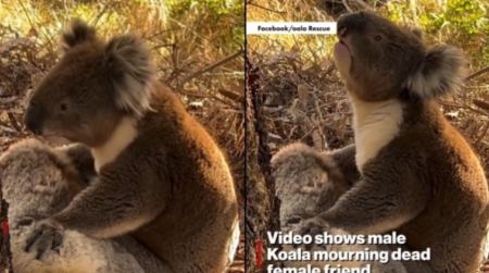 Συγκινητικό βίντεο: Κοάλα θρηνεί τη σύντροφό του
