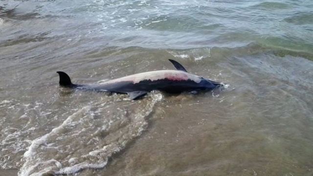 Νεκρό δελφίνι στην παραλία της Πελασγίας