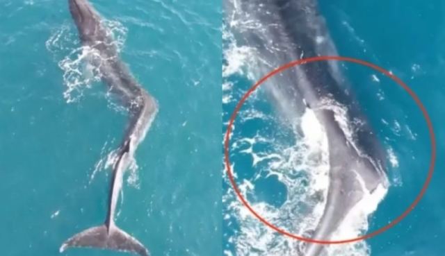 Συγκλονιστικό βίντεο δείχνει γιγαντιαία φάλαινα με σπάνια πάθηση
