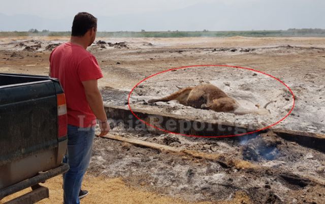 Λαμία: Ζευγάρι κινδύνεψε να καεί για να σώσει αγελάδα που είχε τραγικό τέλος - ΒΙΝΤΕΟ - Σκληρές εικόνες!