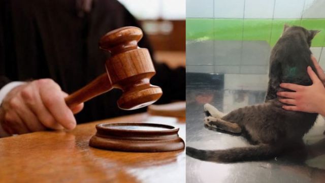 Λαμία: Λυκειάρχης καταδικάστηκε γιατί πυροβόλησε αδέσποτο γάτο