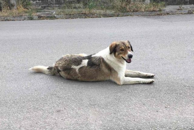 Χάθηκε σκύλος από τα Καλύβια