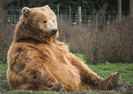 Διαγωνισμός παχιάς αρκούδας στην Αλάσκα: Ψηφίζουν ποια προετοιμάστηκε καλύτερα για τη χειμερία νάρκη