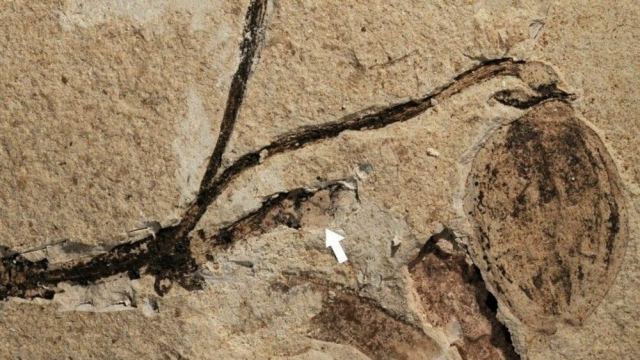 Κίνα: Ανακαλύφθηκε το αρχαιότερο απολιθωμένο μπουμπούκι λουλουδιού ηλικίας 164 εκατ. ετών