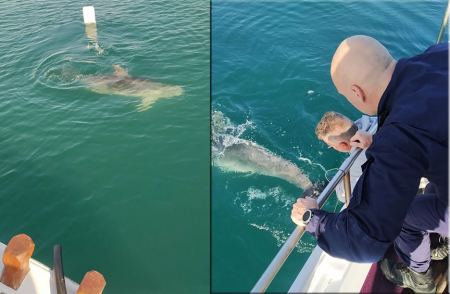 Φθιώτιδα: Έσωσαν δελφίνι που είχε μπλεχτεί σε δίχτυα - Καρέ καρέ η επιχείρηση διάσωσης