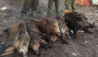 Αταλάντη: Βγαίνουν σε ελεγχόμενο κυνήγι αγριόχοιρων