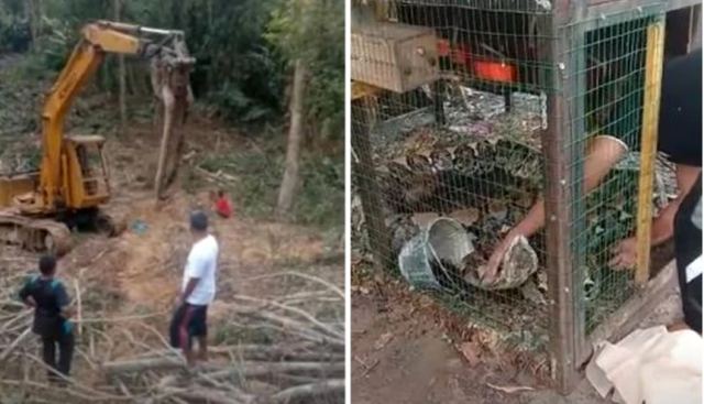 Επιστράτευσαν γερανό για να μετακινήσουν γιγάντιο φίδι 3 μέτρων από τροπικό δάσος