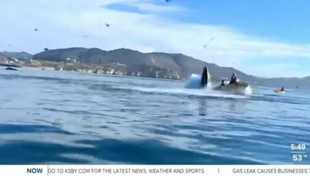Στιγμές αγωνίας στην Καλιφόρνια: Φάλαινα «κατάπιε» καγιάκ με δύο γυναίκες πάνω