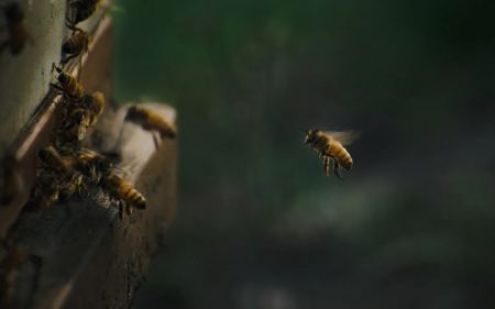 ΗΠΑ: 20χρονος βγήκε από κώμα αφού τον τσίμπησαν μέλισσες 20.000 φορές