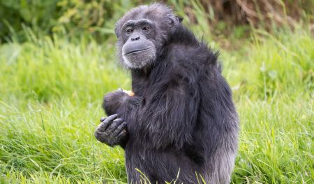 Η Κόκο έκλεισε τα 50: Γενέθλια για έναν από τους γηραιότερους θηλυκούς χιμπατζήδες