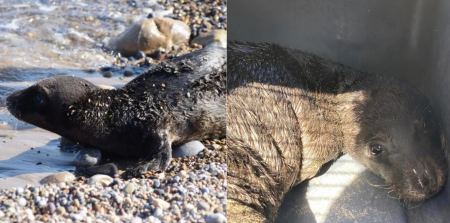 Κρήτη: Διάσωση νεογέννητης φώκιας στη Σητεία (ΦΩΤΟ)