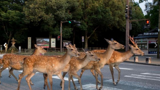 Ιαπωνία: Ελάφια βολτάρουν στους δρόμους και χαζεύουν βιτρίνες