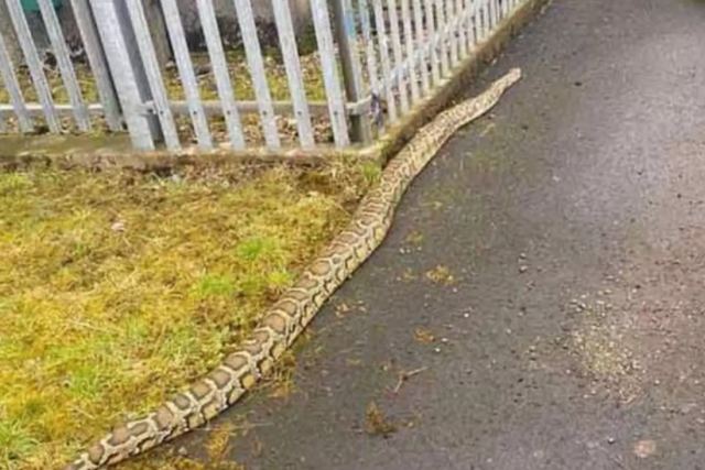 Τρόμος στη Σκωτία: Γιγάντια φίδια κόβουν βόλτες σε πολυσύχναστους δρόμους (pics, vid)