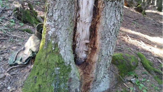 Οβίδα σφηνωμένη σε δέντρο αποκαλύφθηκε στο Νεοχώρι Καρδίτσας