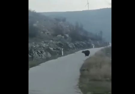 Σάστισε οδηγός στη Σιάτιστα: Εμφανίστηκαν μπροστά του 5 αρκούδες (ΒΙΝΤΕΟ)