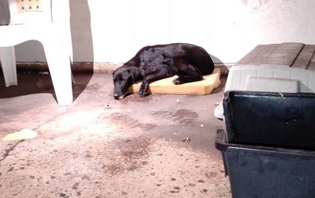 Δολοφόνησαν σκυλιά με φόλες στη Λάρυμνα