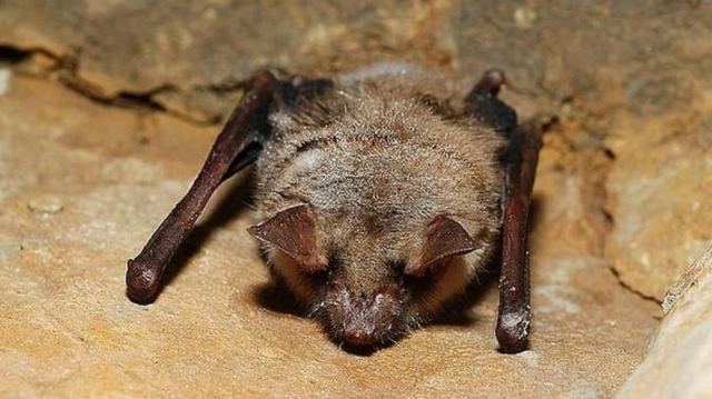 Το πιο μοναχικό ζώο στη Βρετανία εθεάθη σε μία σπηλιά μετά από 2 χρόνια