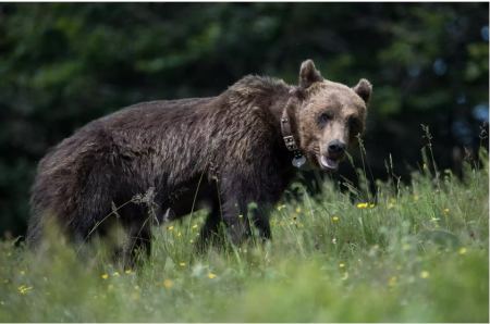 Ιταλία: Αρκούδα σκότωσε 26χρονο που έκανε τζόκινγκ