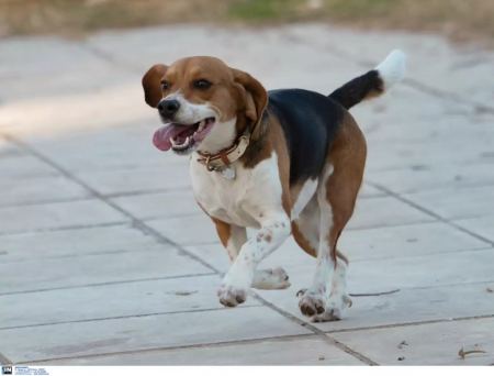 Πάτρα: Νέα κτηνωδία – Οδηγός έσερνε αλυσοδεμένο σκύλο στην περιοχή του Ρίου