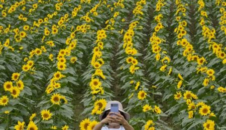 Φάρμα με ηλιοτρόπια στην Αγγλία κάνει έκκληση στους επισκέπτες να μην γδύνονται για να φωτογραφηθούν ανάμεσα στα λουλούδια
