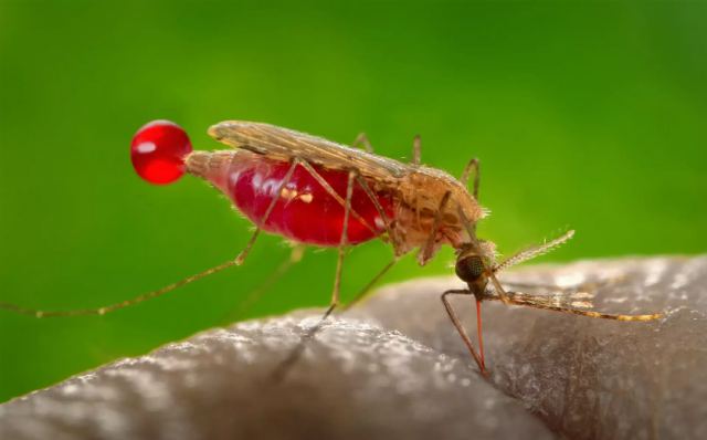 Επιστήμονες έφτιαξαν κουνούπια που δε μεταδίδουν την ελονοσία – Ελληνοκύπριος ο επικεφαλής της έρευνας