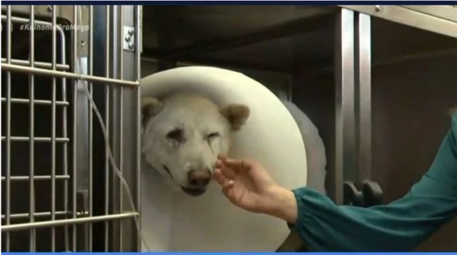 Νικητής ο Έκτορας, το σκυλάκι που είχε μαχαιρωθεί βάναυσα: Επιστρέφει στο σπίτι του