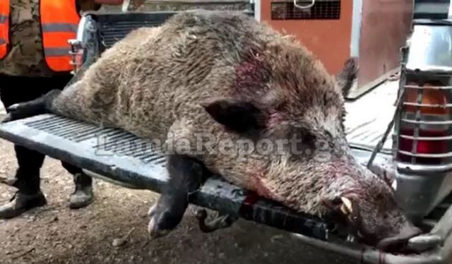 Σκότωσαν αγριογούρουνο 200 κιλών στην Αταλάντη (ΒΙΝΤΕΟ-ΦΩΤΟ)