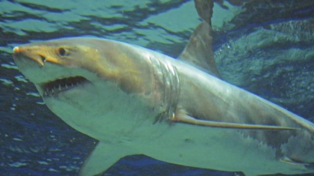 Καρχαρίας σκότωσε 17χρονο σέρφερ στην Αυστραλία