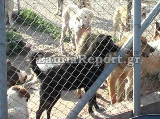 Δήμος Λαμιέων:  Συνεδριάζει η επιτροπή Παρακολούθησης για τα αδέσποτα ζώα