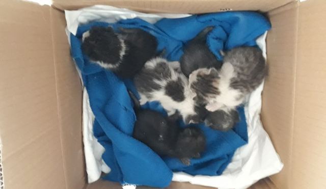 Πέταξαν νεογέννητα γατάκια σε κάδο