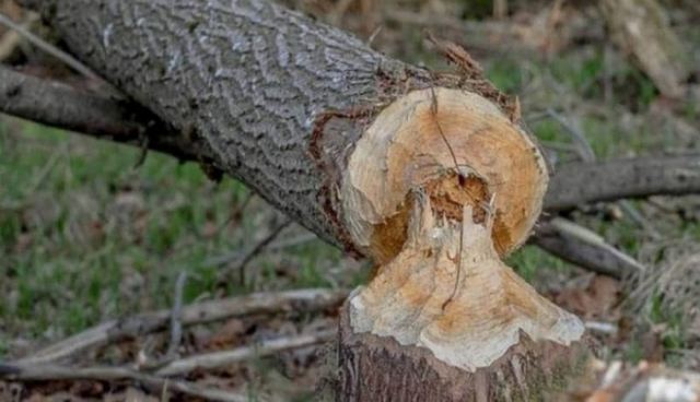 Β. Εύβοια: Δασεργάτης καταπλακώθηκε από δέντρο