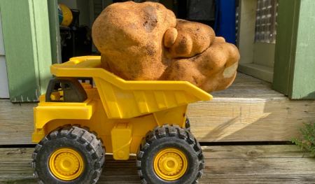 Μια πατάτα για ρεκόρ Γκίνες: Ζευγάρι ξέθαψε από τον κήπο του το λαχανικό που ζυγίζει 7,9 κιλά