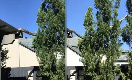 Αυστραλία: Πύθωνας 5 μέτρων περνάει... από στέγη σπιτιού! (ΒΙΝΤΕΟ)