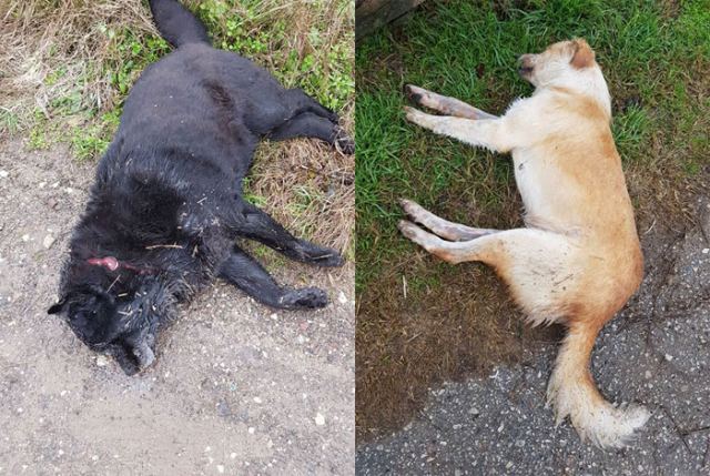 Φόλιασαν σκυλιά σε χωριό του Δομοκού
