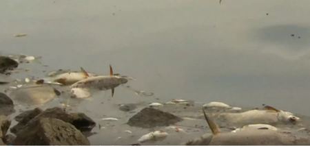 Πολωνία: 100 τόνοι νεκρών ψαριών στις όχθες του Όντερ