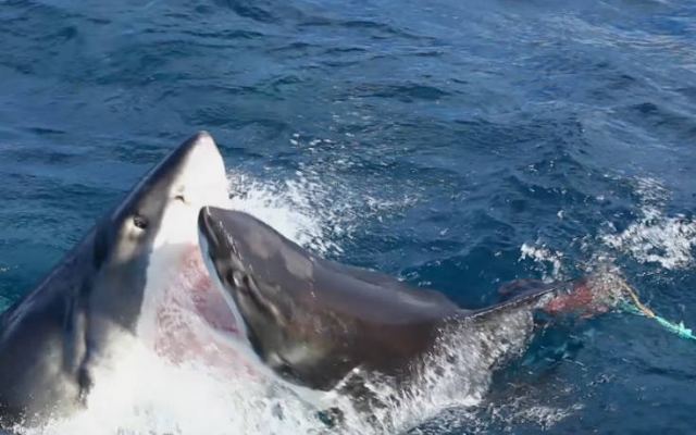 Καρχαρίας εναντίον καρχαρία σε μια εντυπωσιακή μάχη
