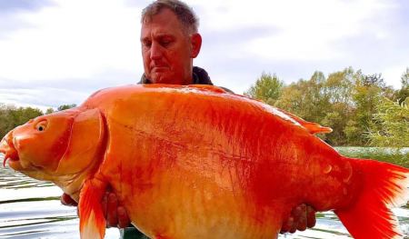Ψαράς έπιασε το μεγαλύτερο χρυσόψαρο βάρους 32 κιλών - «Ήταν καθαρή τύχη»