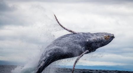 Φάλαινα ηλικίας 39 εκατομμυρίων ετών το βαρύτερο ζώο που έχει καταγραφεί ποτέ