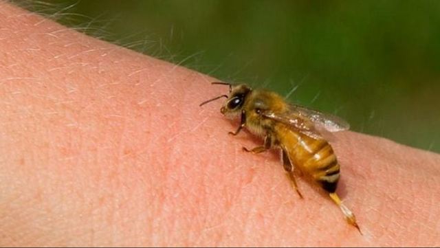 Θρήνος: 32χρονος πέθανε από τσίμπημα σφήκας ή μέλισσας
