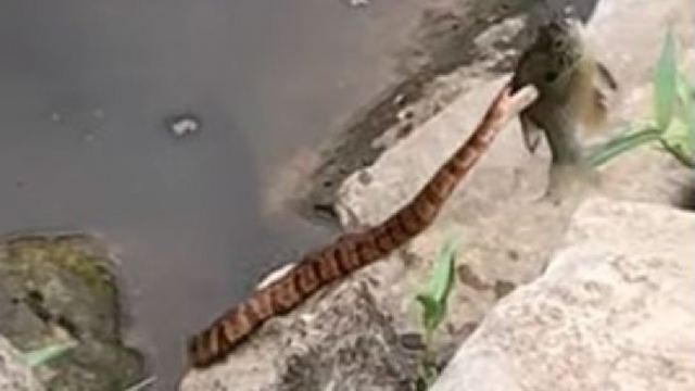 Φίδι άρπαξε το ψάρι που ψάρεψε 6χρονος με καλάμι (ΒΙΝΤΕΟ)
