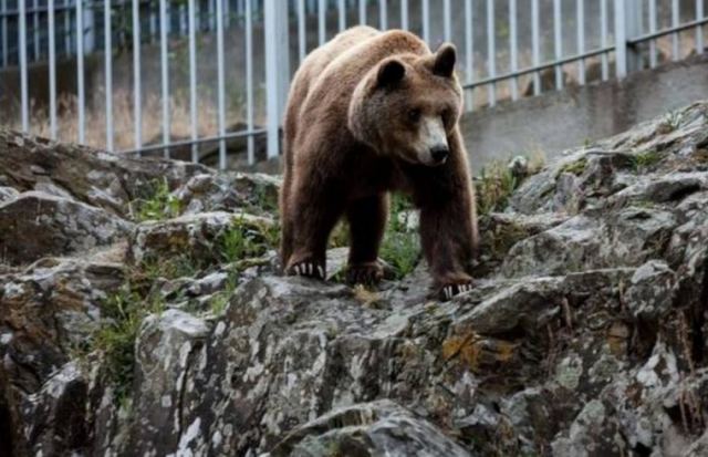 Δυτική Φθιώτιδα: Εθεάθη αρκούδα στον κάμπο