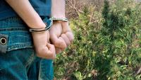 Λαμία: Πήγε να περιποιηθεί τα χασισόδενδρα και συνελήφθη