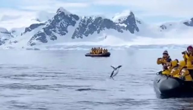 Εντυπωσιακό βίντεο: Πιγκουίνος πηδά σε βάρκα με τουρίστες για να γλιτώσει από τη φάλαινα