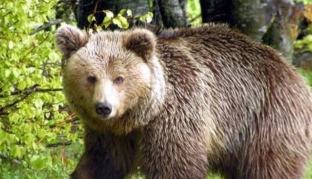 Φλώρινα: Πυροβόλησαν και σκότωσαν αρκούδα