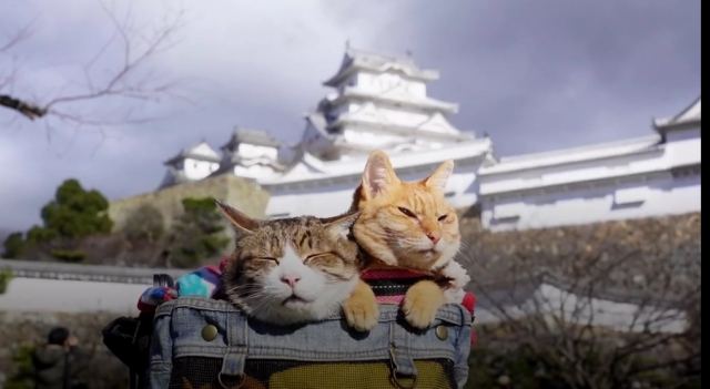 Γατάκια ταξιδεύουν και στους 47 νομούς της Ιαπωνίας μέσα σε 3 χρόνια... και γίνονται viral!