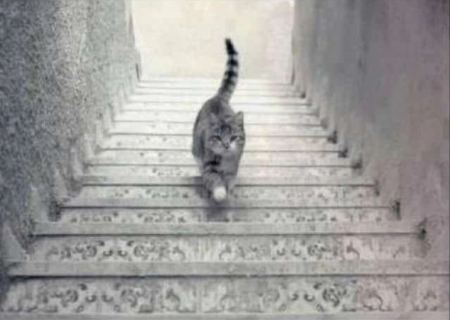 Βλέπεις τη γάτα να ανεβαίνει ή να κατεβαίνει τις σκάλες; Η οπτική ψευδαίσθηση που θα σε διχάσει